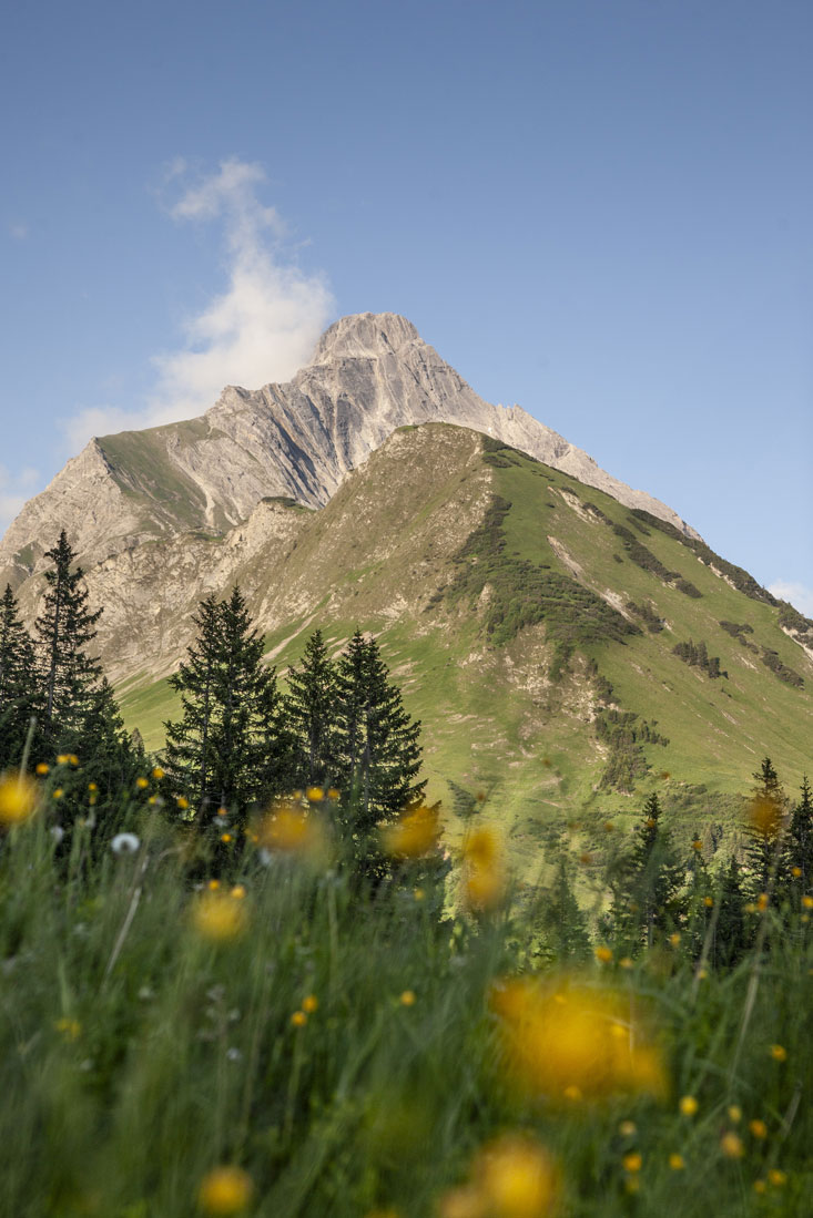 Spitzer, grauer Berggipfel mit grünen Berghängen, Tannen und ein paar gelben Blumen im Vordergrund
